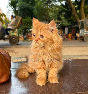 1-3 months Female Purebred Persian