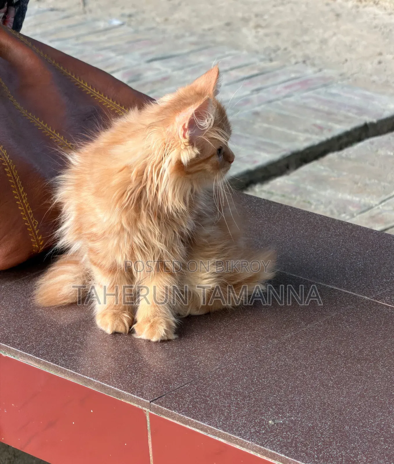 1-3 months Female Purebred Persian