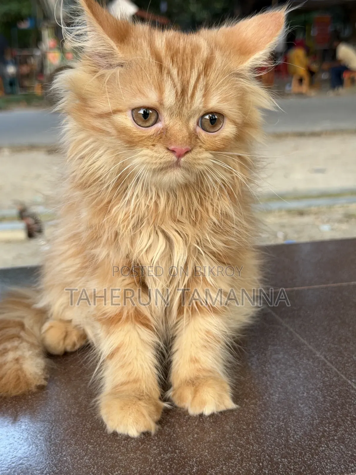 1-3 months Female Purebred Persian