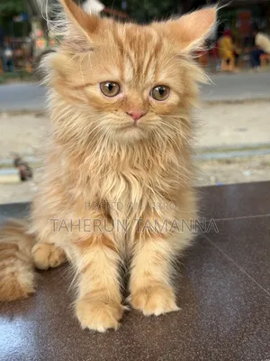 1-3 months Female Purebred Persian