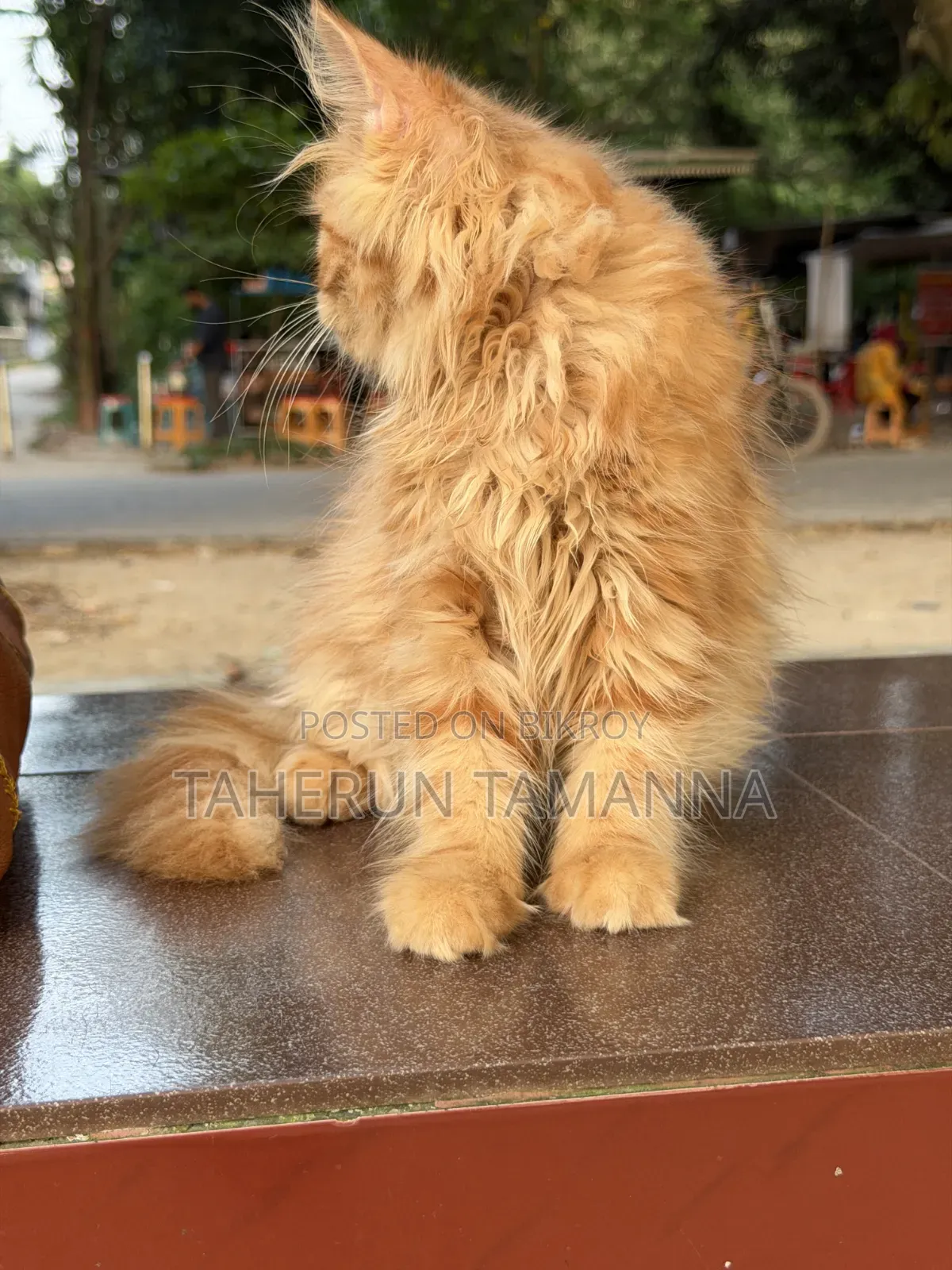 1-3 months Female Purebred Persian