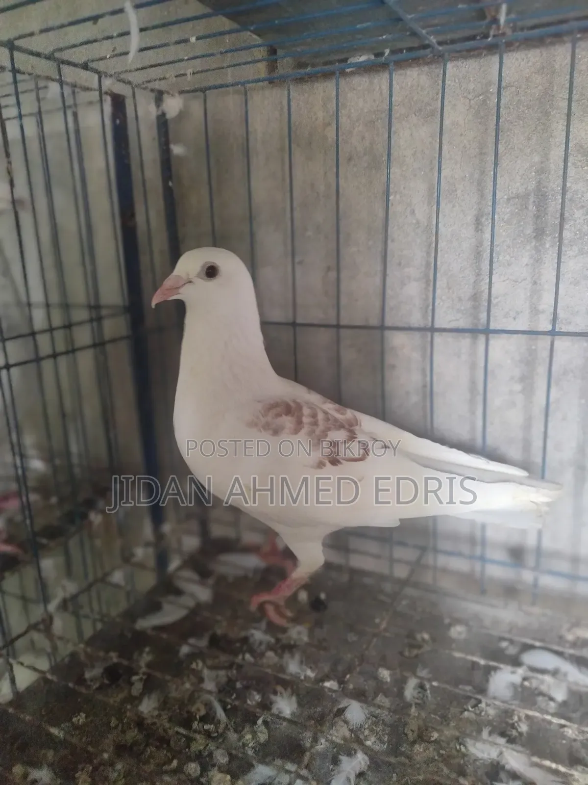 আইসব্যাট ফিমেল ভালো একটা কবুতর সেল দিব কল
