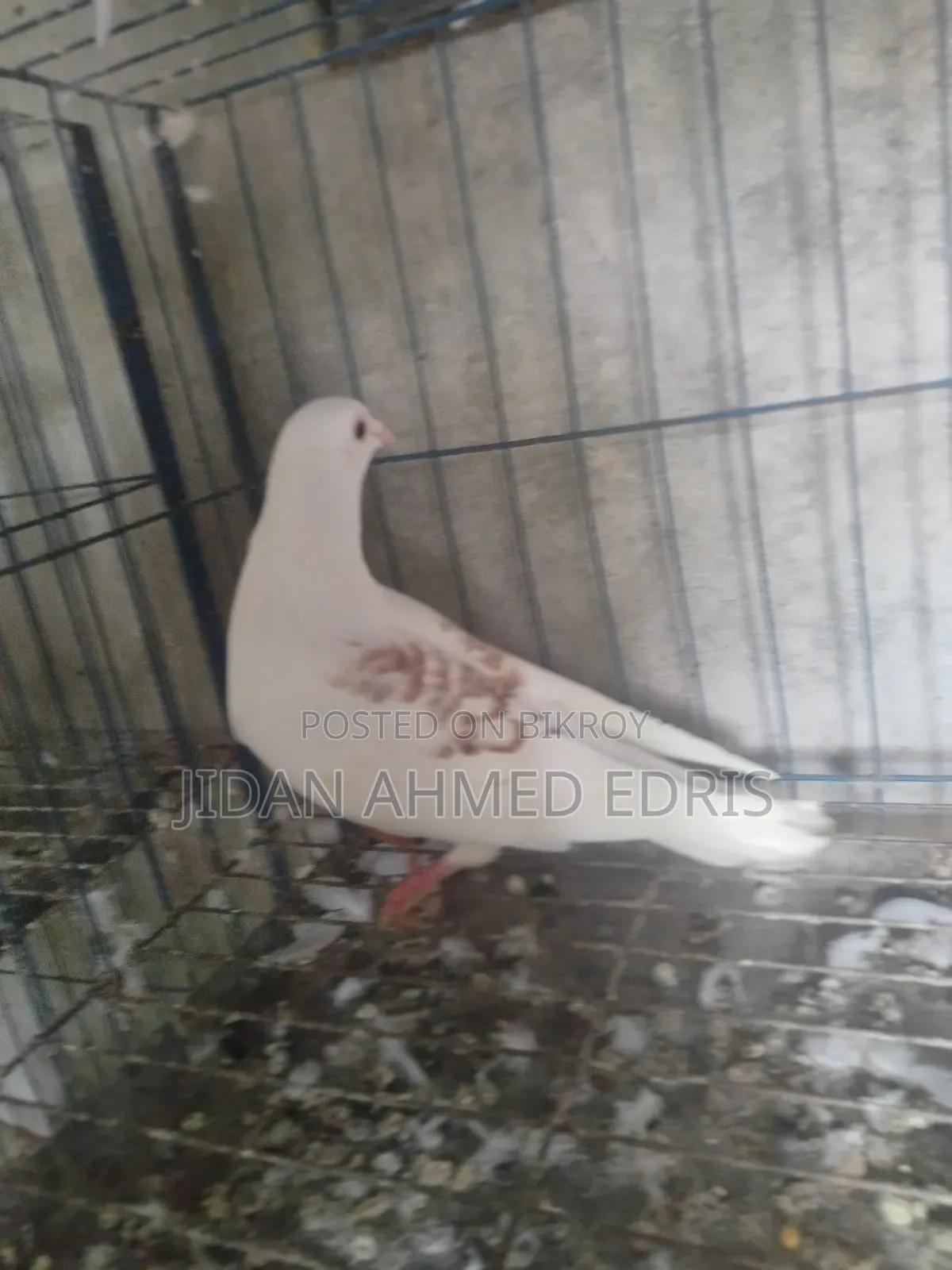 আইসব্যাট ফিমেল ভালো একটা কবুতর সেল দিব কল