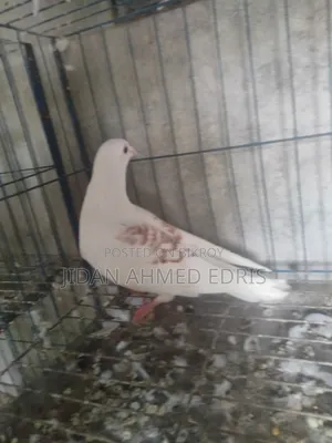 আইসব্যাট ফিমেল ভালো একটা কবুতর সেল দিব কল