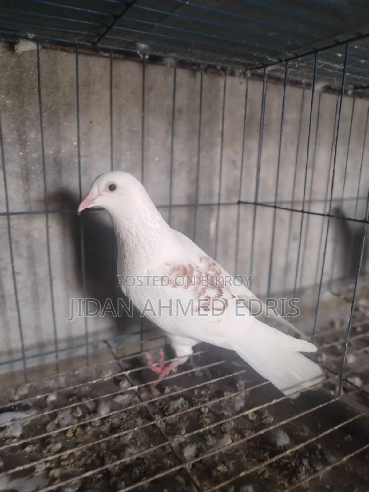 আইসব্যাট ফিমেল ভালো একটা কবুতর সেল দিব কল