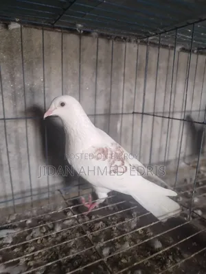 আইসব্যাট ফিমেল ভালো একটা কবুতর সেল দিব কল