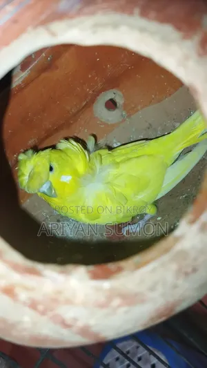 এক পেয়ার জাপানিজ বাজ্রিগার পাখি