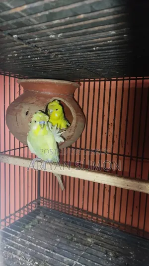 এক পেয়ার জাপানিজ বাজ্রিগার পাখি