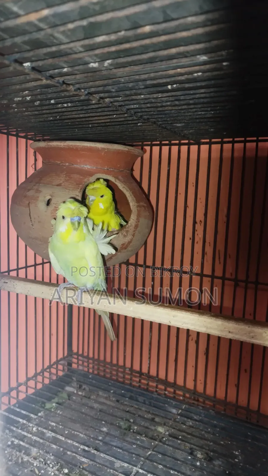 এক পেয়ার জাপানিজ বাজ্রিগার পাখি