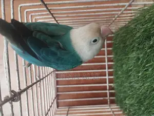 BLUE Opaline Split Dilute Running Female