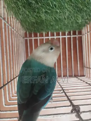 BLUE Opaline Split Dilute Running Female