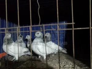 Giribaj Pigeon