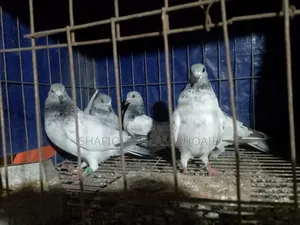Giribaj Pigeon