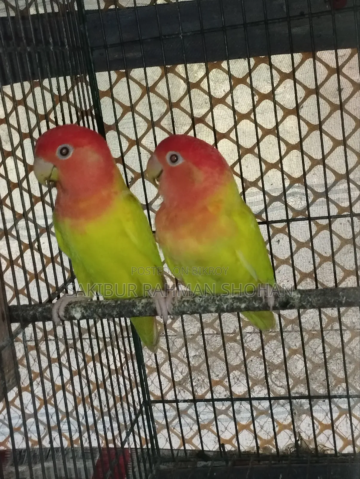 Running Female Love Bird
