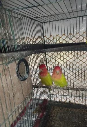 Running Female Love Bird