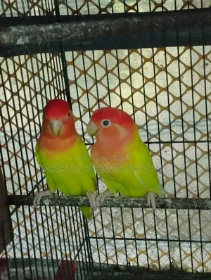 Running Female Love Bird