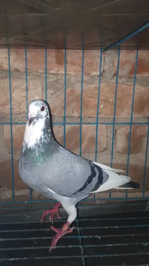 1 Running Racer Male Pigeon for Sale
