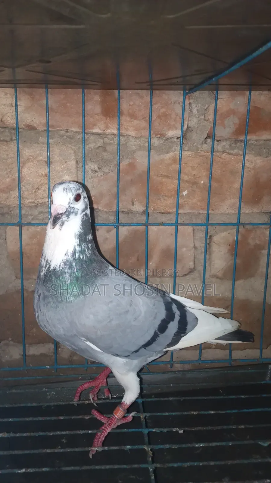 1 Running Racer Male Pigeon for Sale