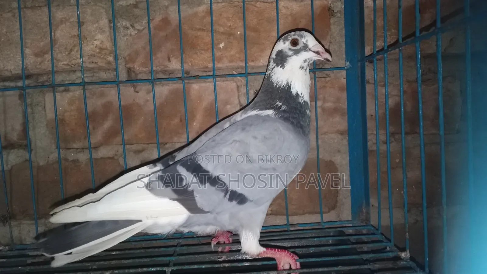 1 Running Racer Male Pigeon for Sale