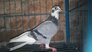 1 Running Racer Male Pigeon for Sale