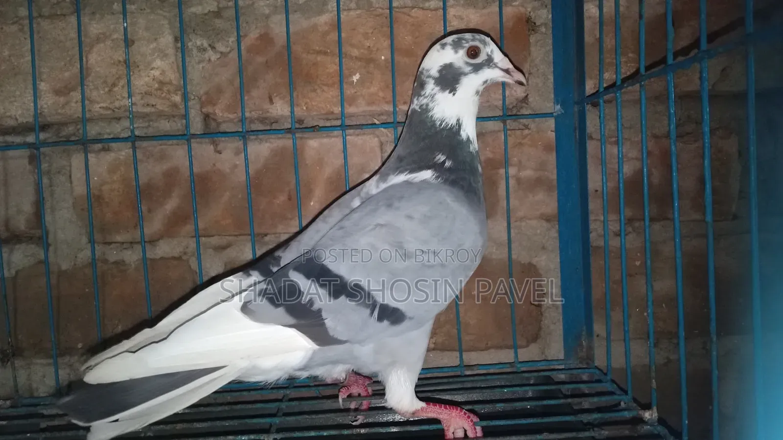 1 Running Racer Male Pigeon for Sale