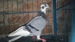1 Running Racer Male Pigeon for Sale
