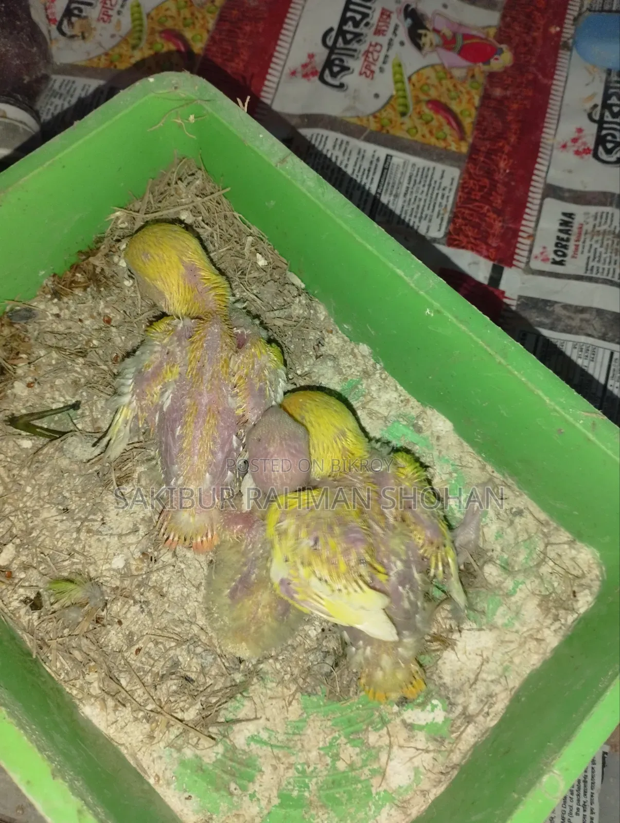 টেম সাইজ লাভ বার্ড বেবি