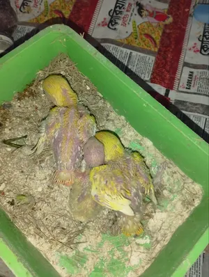 টেম সাইজ লাভ বার্ড বেবি