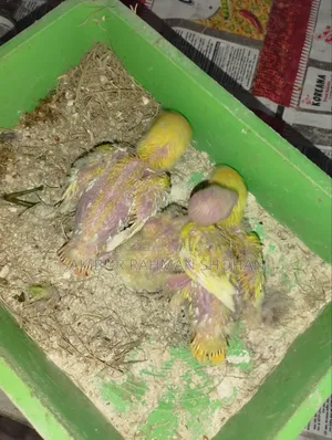 টেম সাইজ লাভ বার্ড বেবি