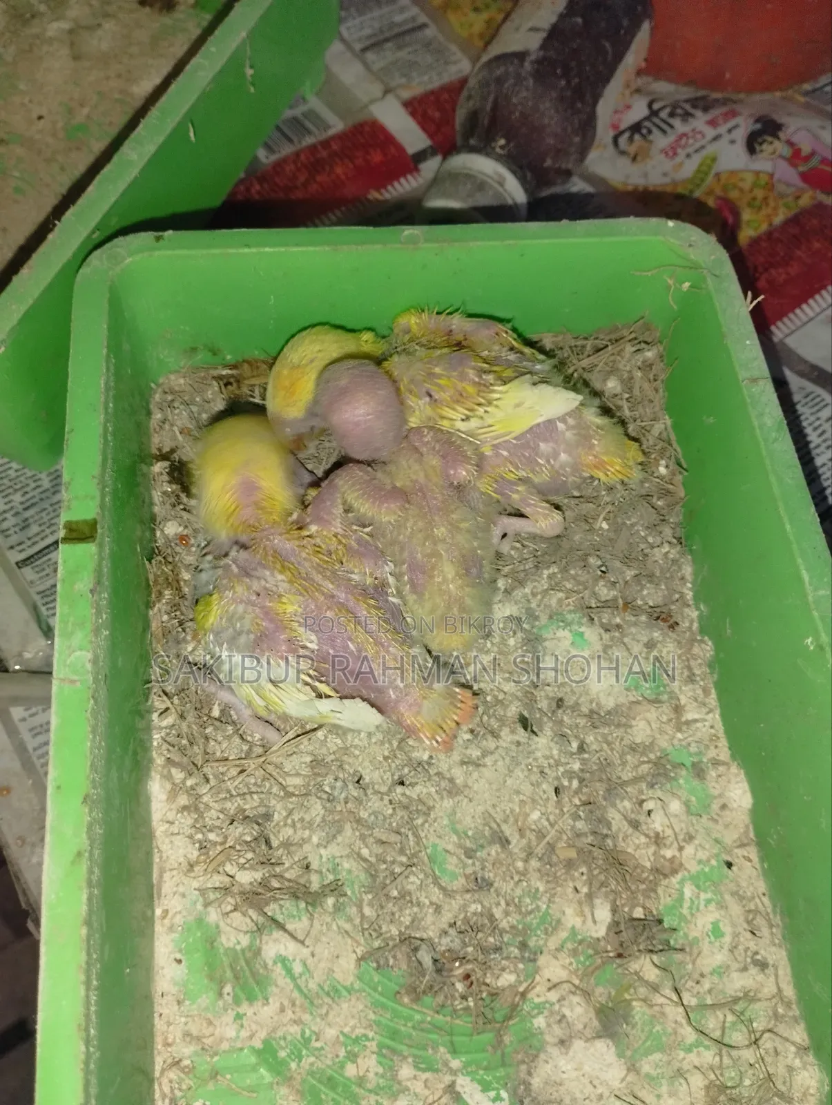 টেম সাইজ লাভ বার্ড বেবি
