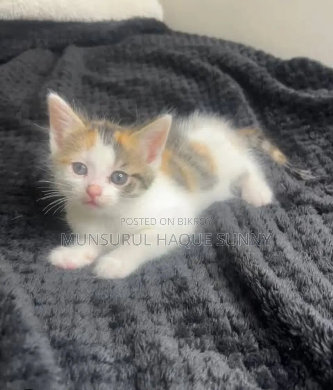 0-1 month Female Mixed Breed Persian