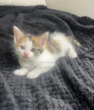 0-1 month Female Mixed Breed Persian