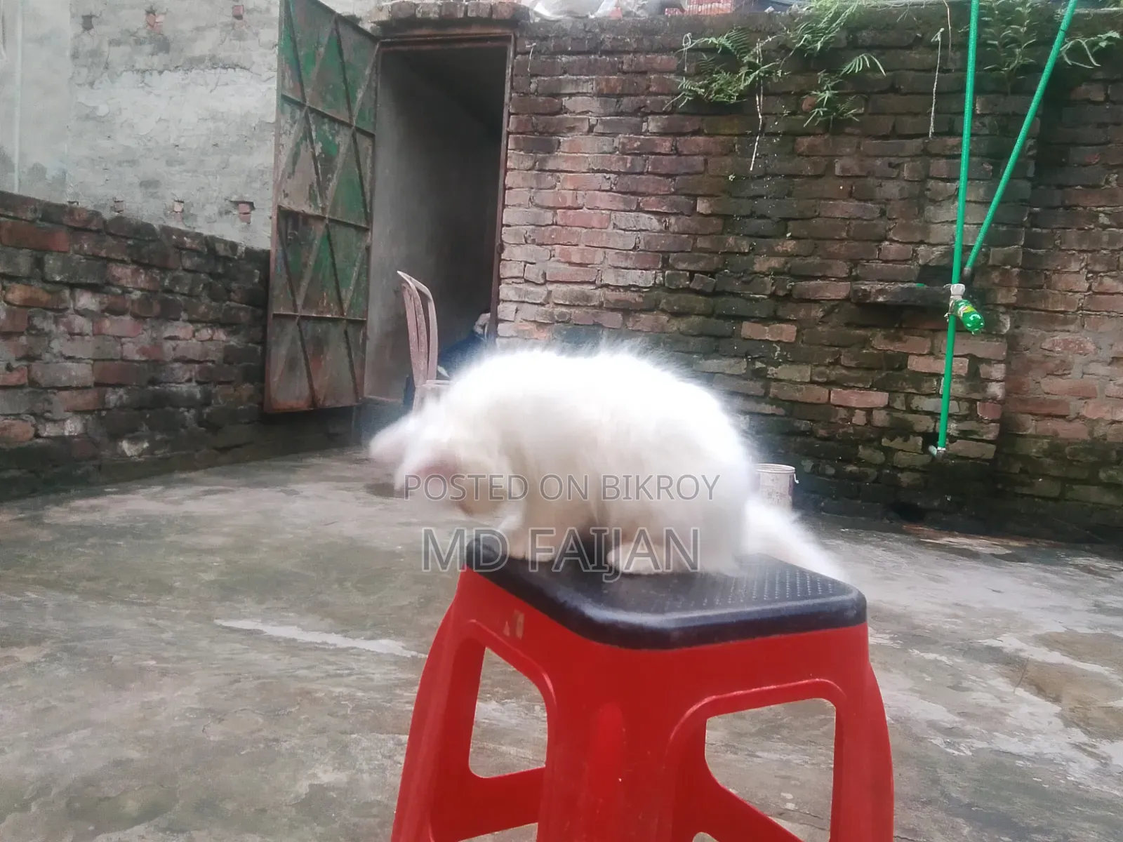 1-3 months Male Purebred Persian