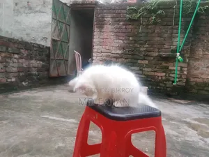 1-3 months Male Purebred Persian