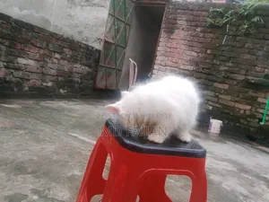 1-3 months Male Purebred Persian