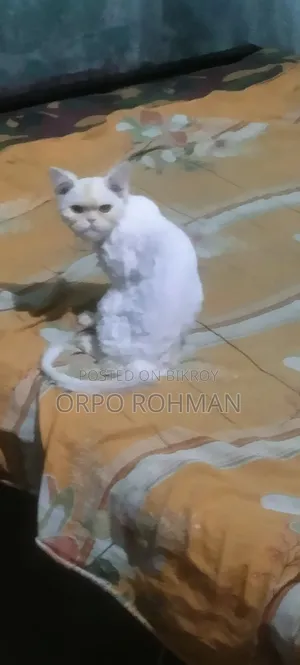 1-3 months Male Purebred Persian