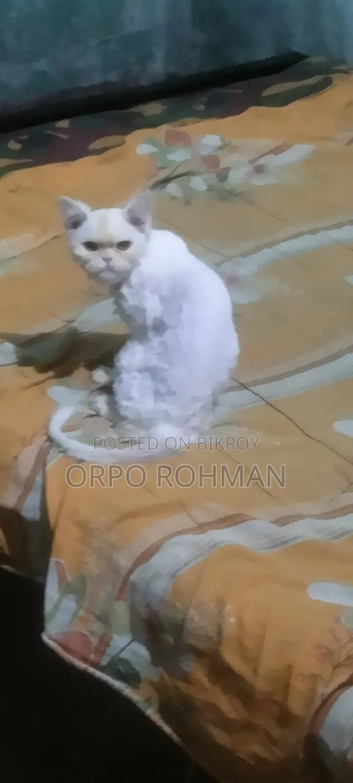 1-3 months Male Purebred Persian