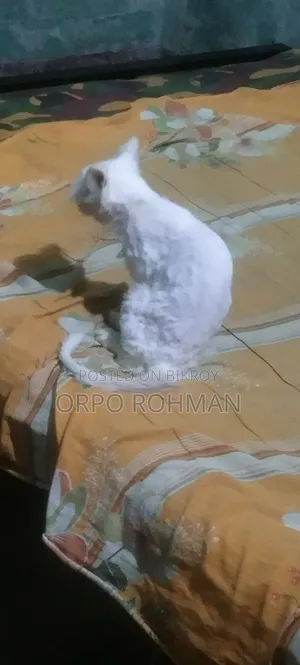1-3 months Male Purebred Persian