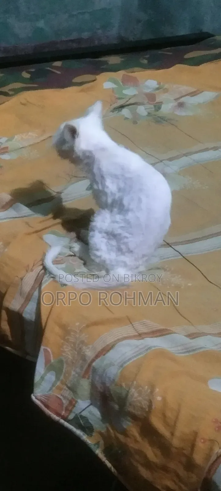 1-3 months Male Purebred Persian