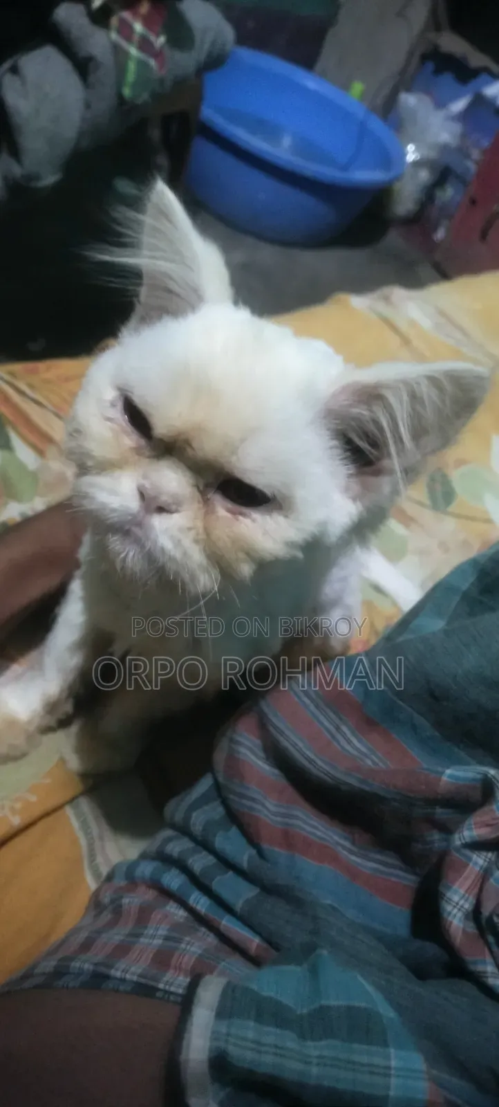 1-3 months Male Purebred Persian