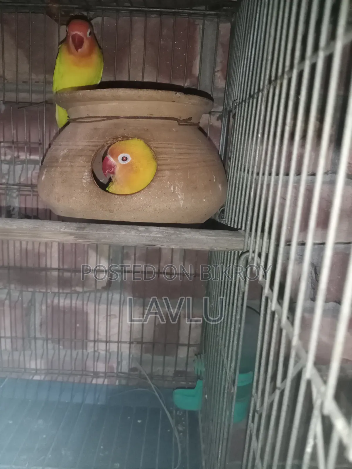 Love Birds