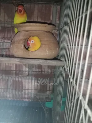 Love Birds