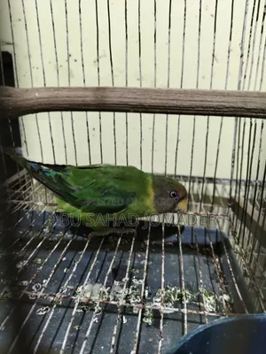হীরামন টিয়া মেল