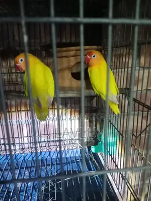 Love Birds