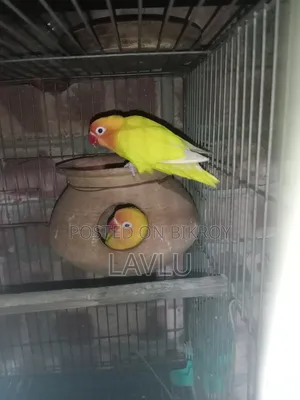 Love Birds
