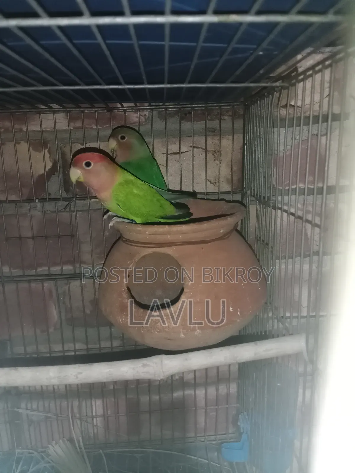 Love Birds