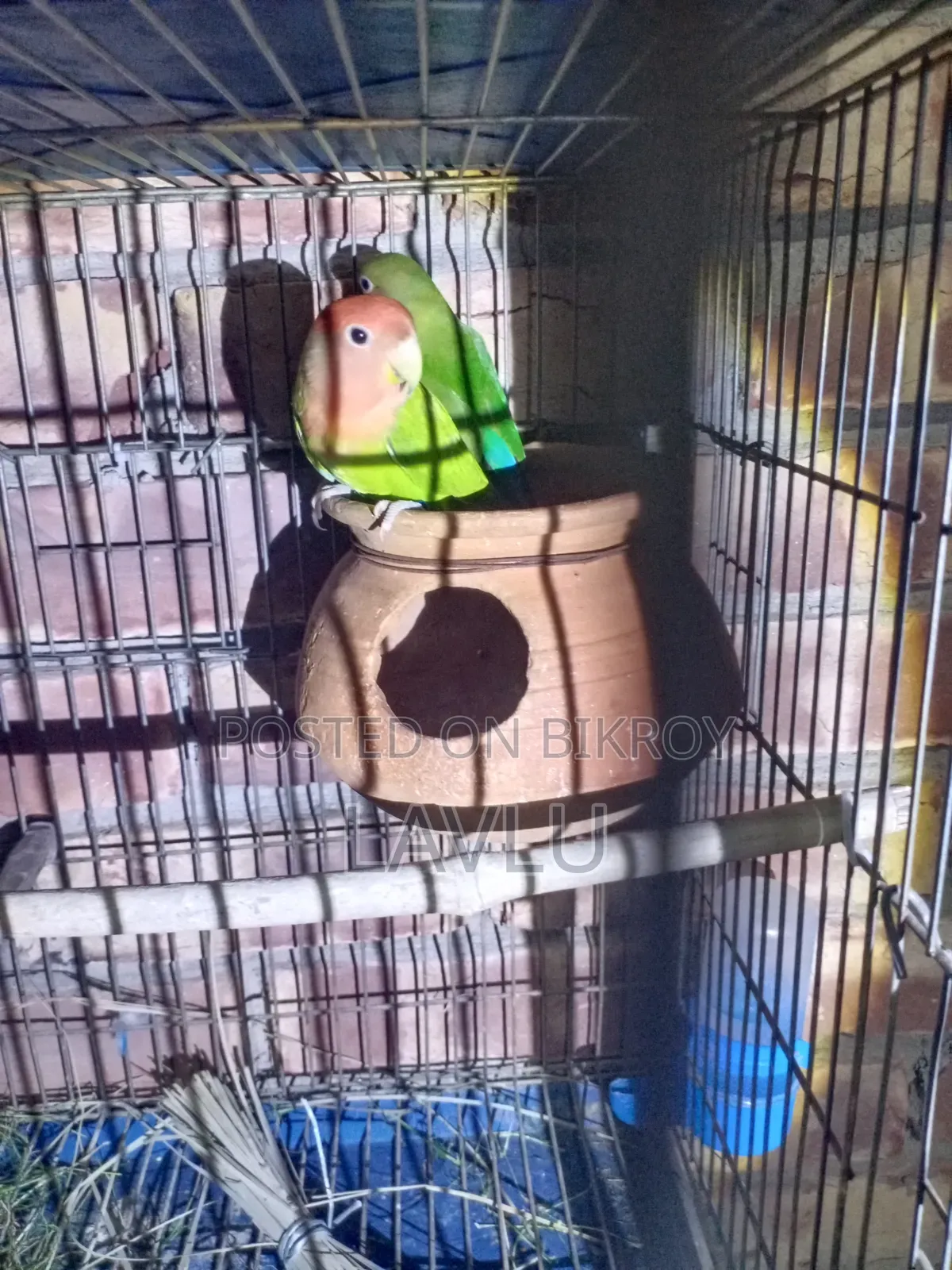 Love Birds