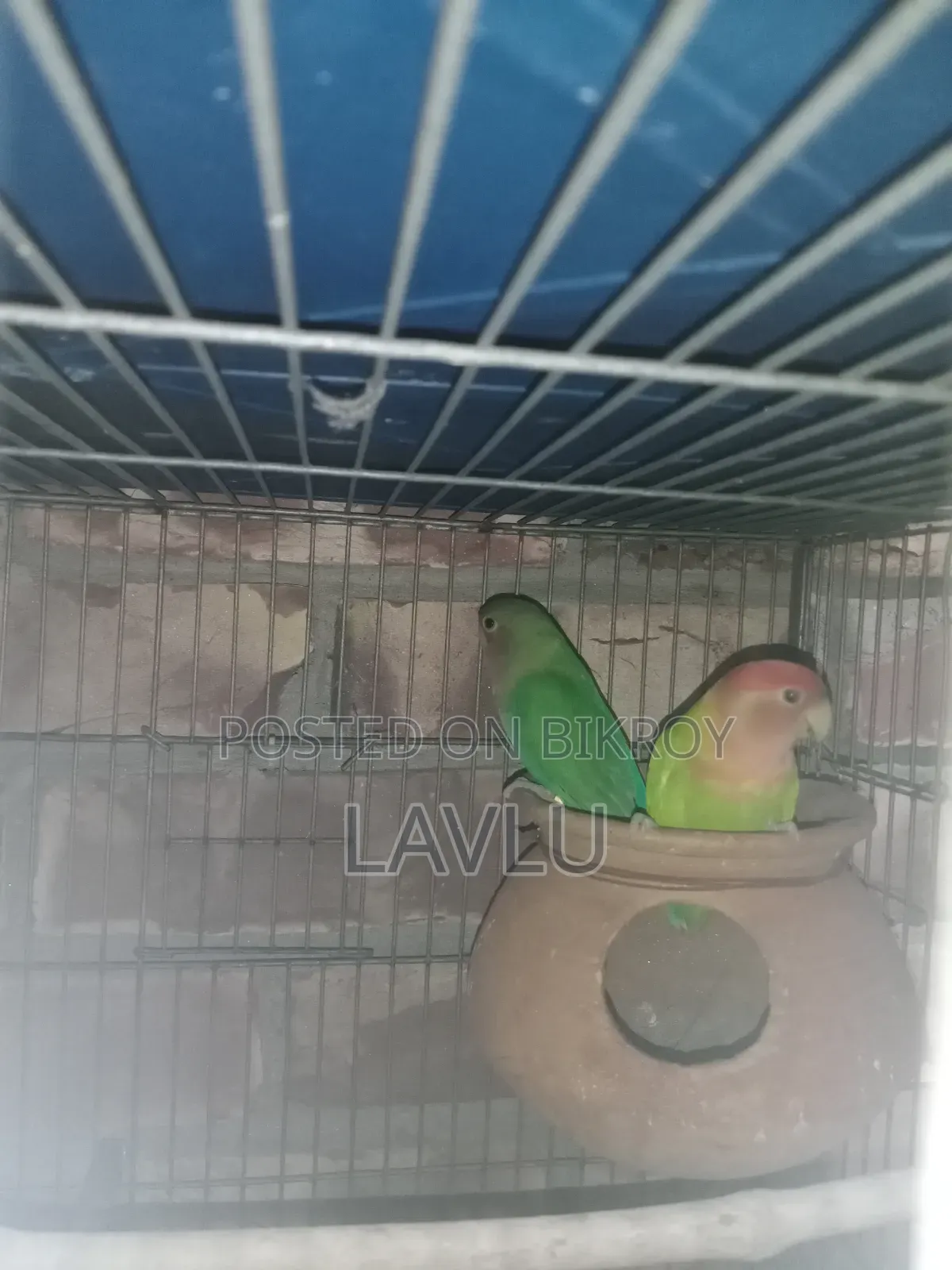 Love Birds