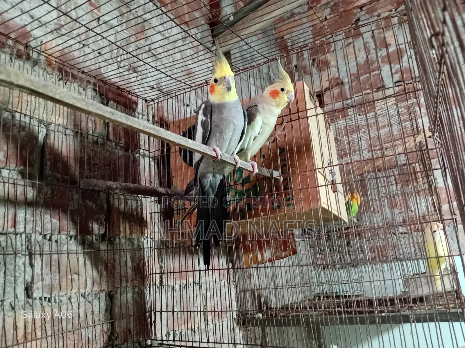 মাস্টার পেয়ার ককটেল