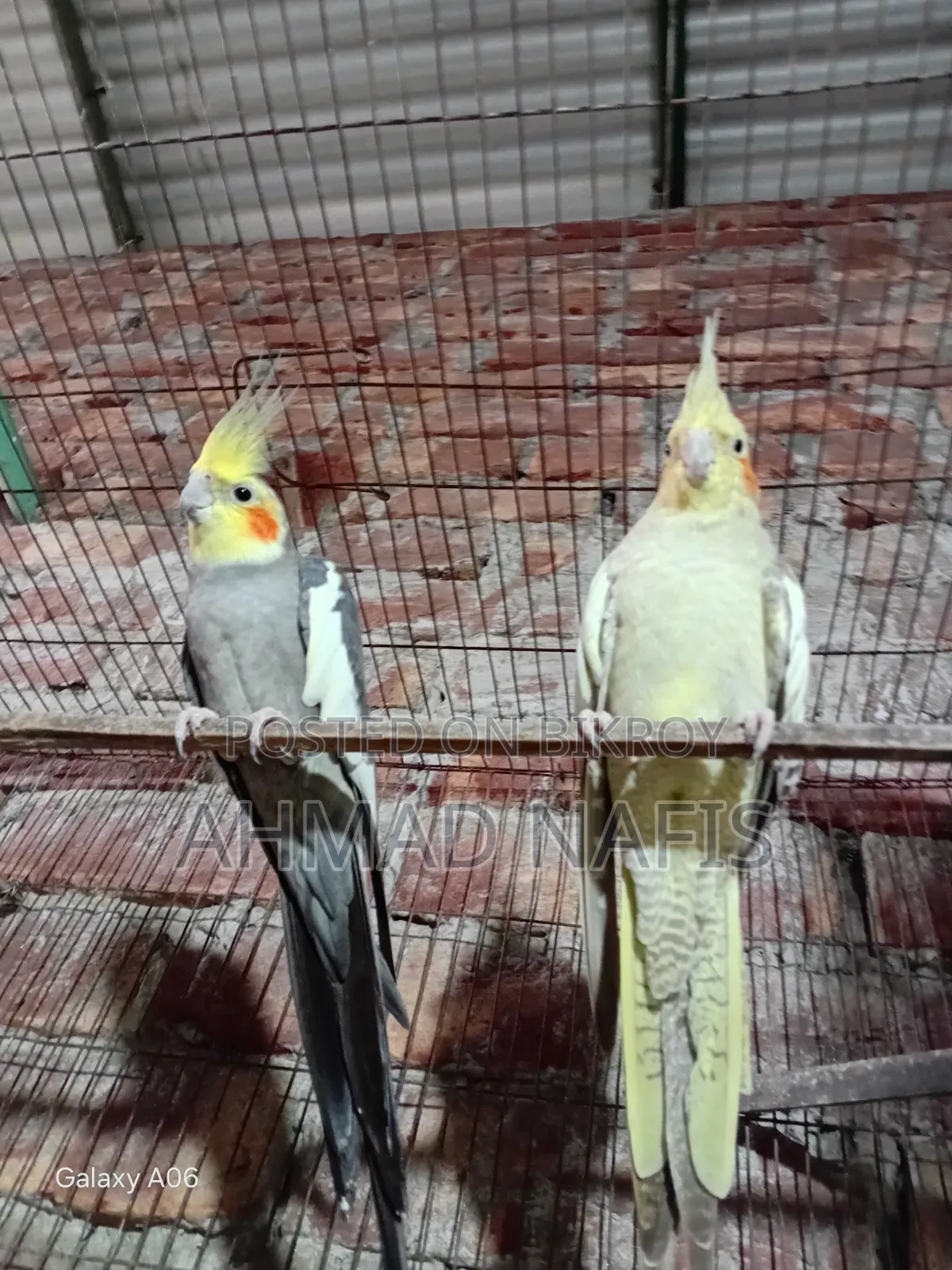 মাস্টার পেয়ার ককটেল